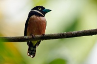 Lobos zlutocerny - Eurylaimus ochromalus - Black-and-yellow Broadbill o6951